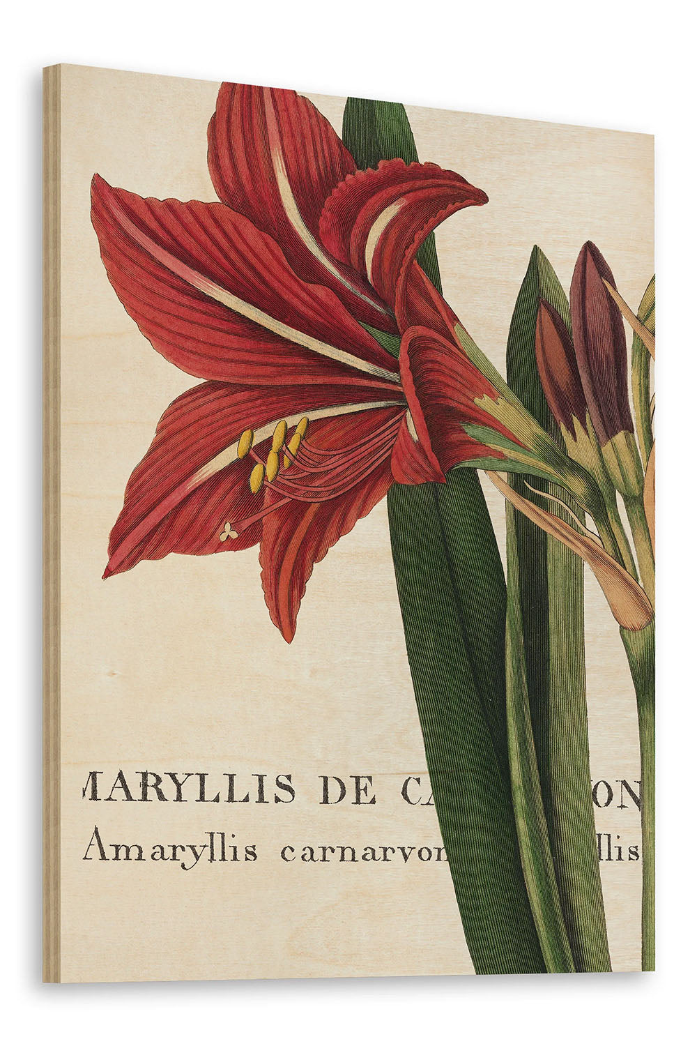 Botanique I Print - Oakavia