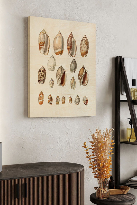 Cone Shell Display I Wood Art Print - Oakavia
