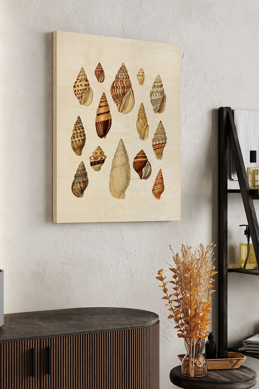 Cone Shell Display II Wood Art Print - Oakavia