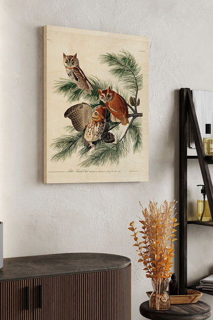Pl 97 Little Screech Owl Wood Art Print - Oakavia