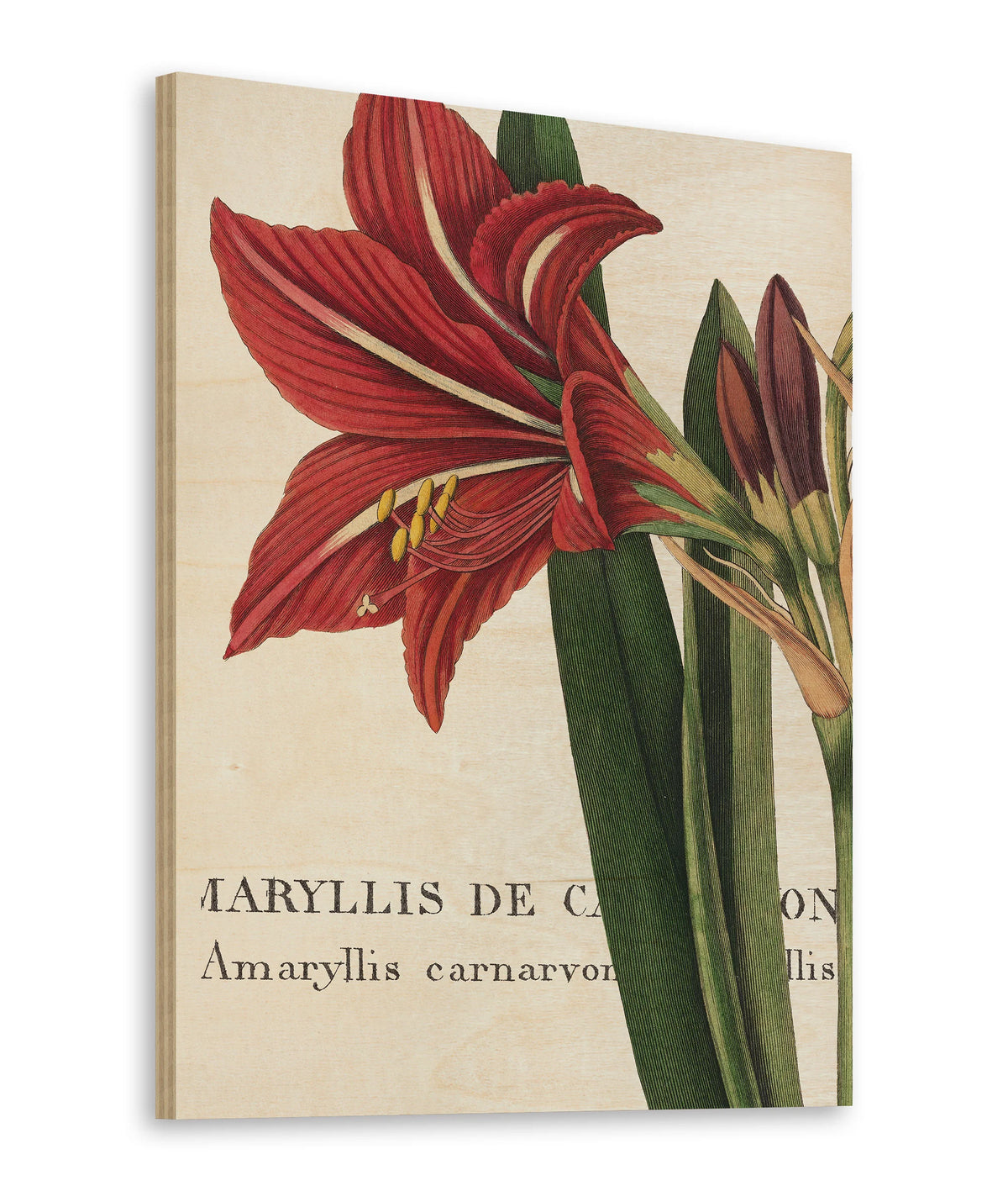 Botanique I Print - Oakavia