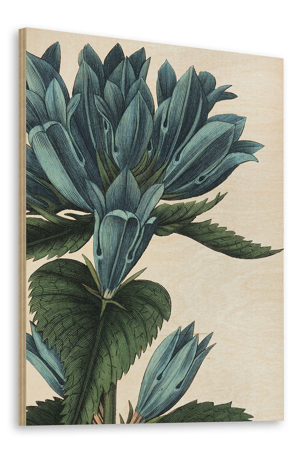 Botanique II no Words Crop Print - Oakavia