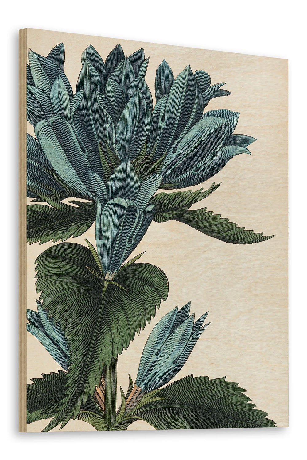 Botanique II no Words Print - Oakavia