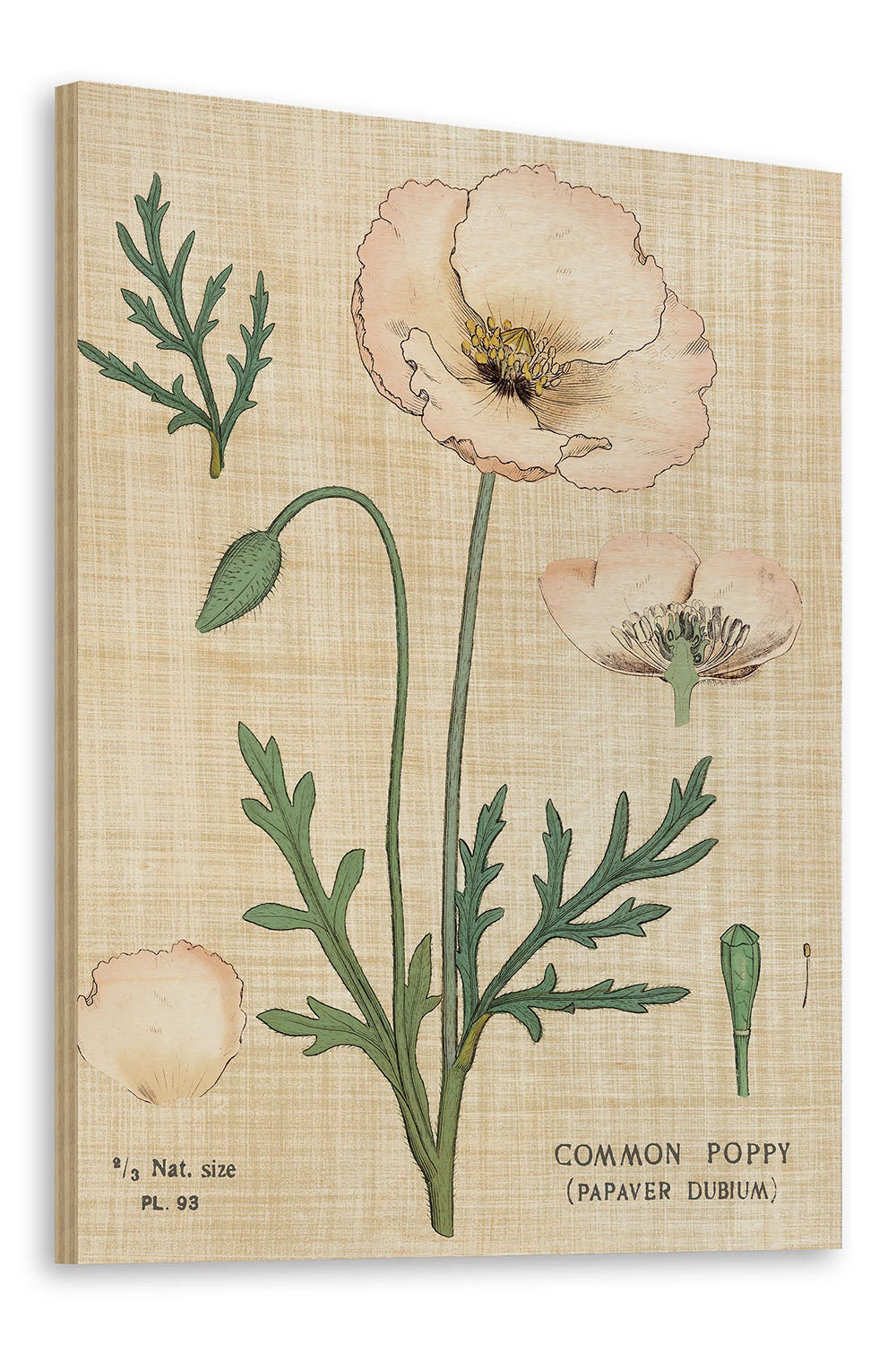 Poppy Chart Linen Print - Oakavia