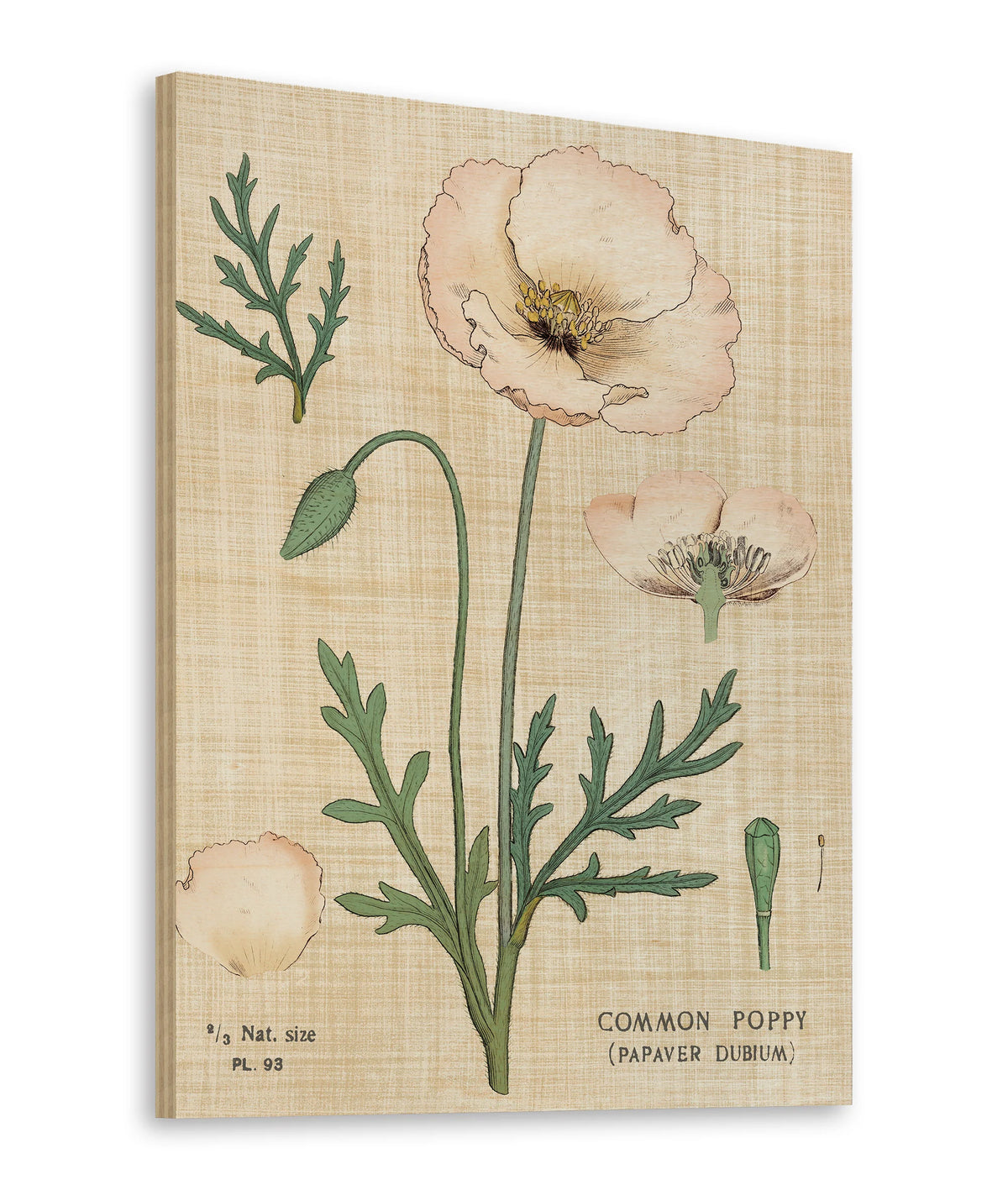 Poppy Chart Linen Print - Oakavia