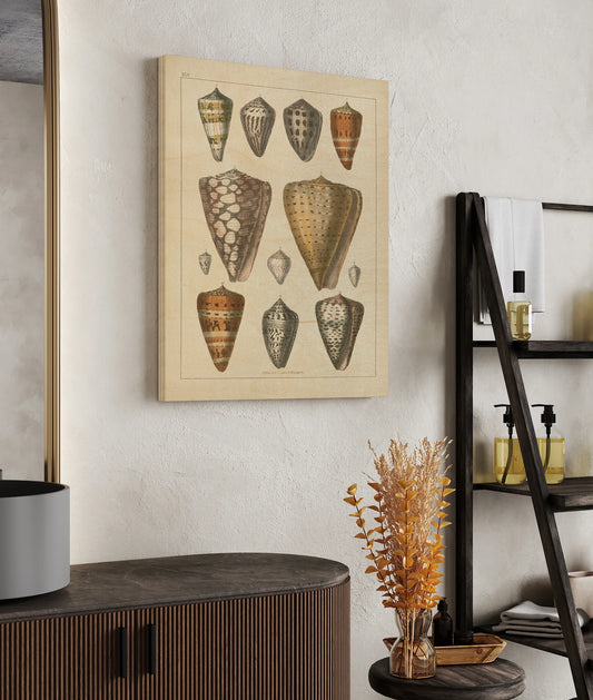 Shell Assorment II v2 Print - Oakavia
